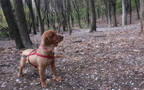 해피의 봄나들이 