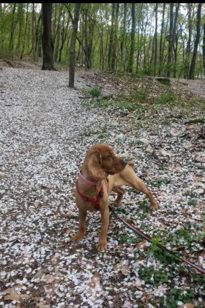 해피의 봄나들이 