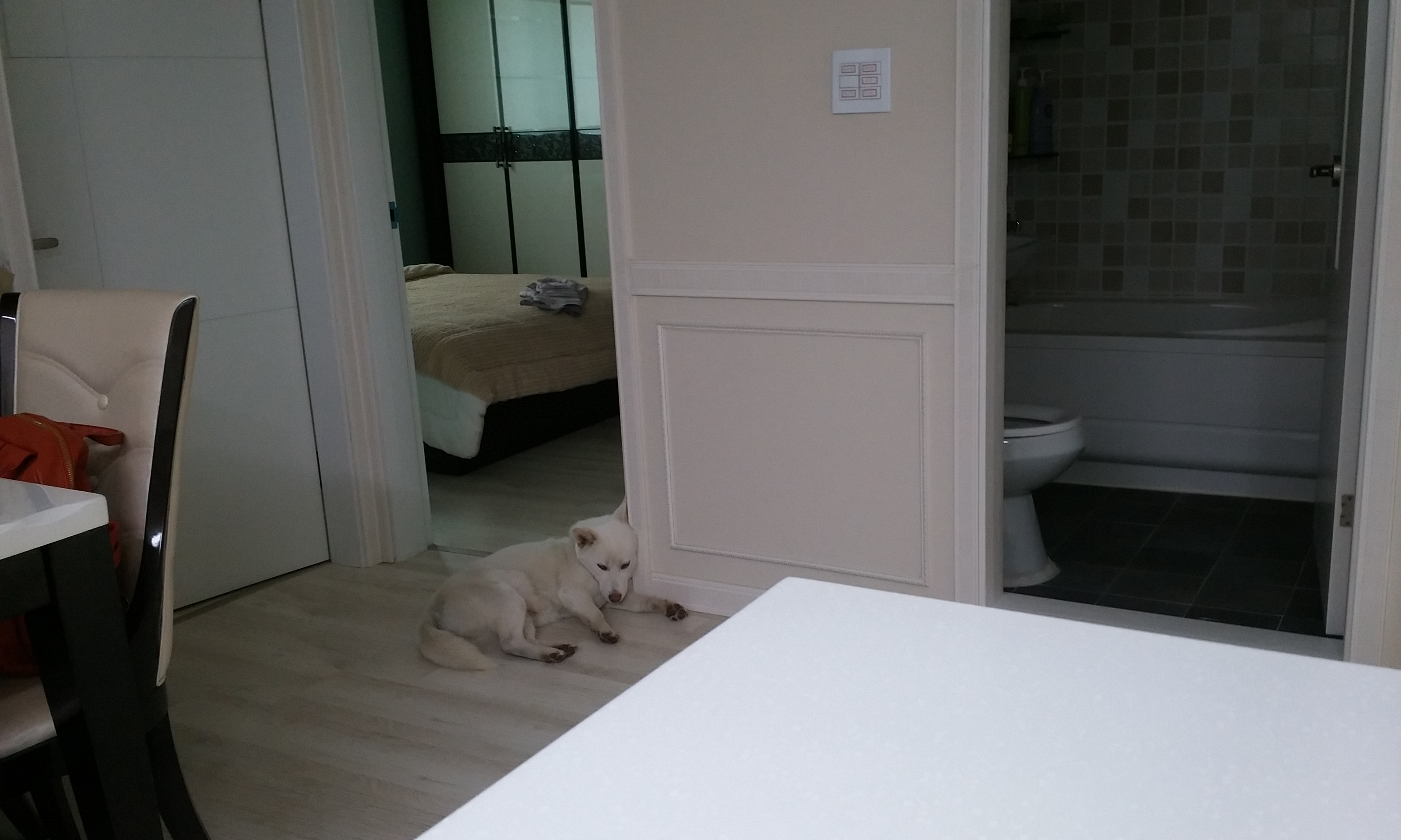 리나 3번째 입양 후기에요~