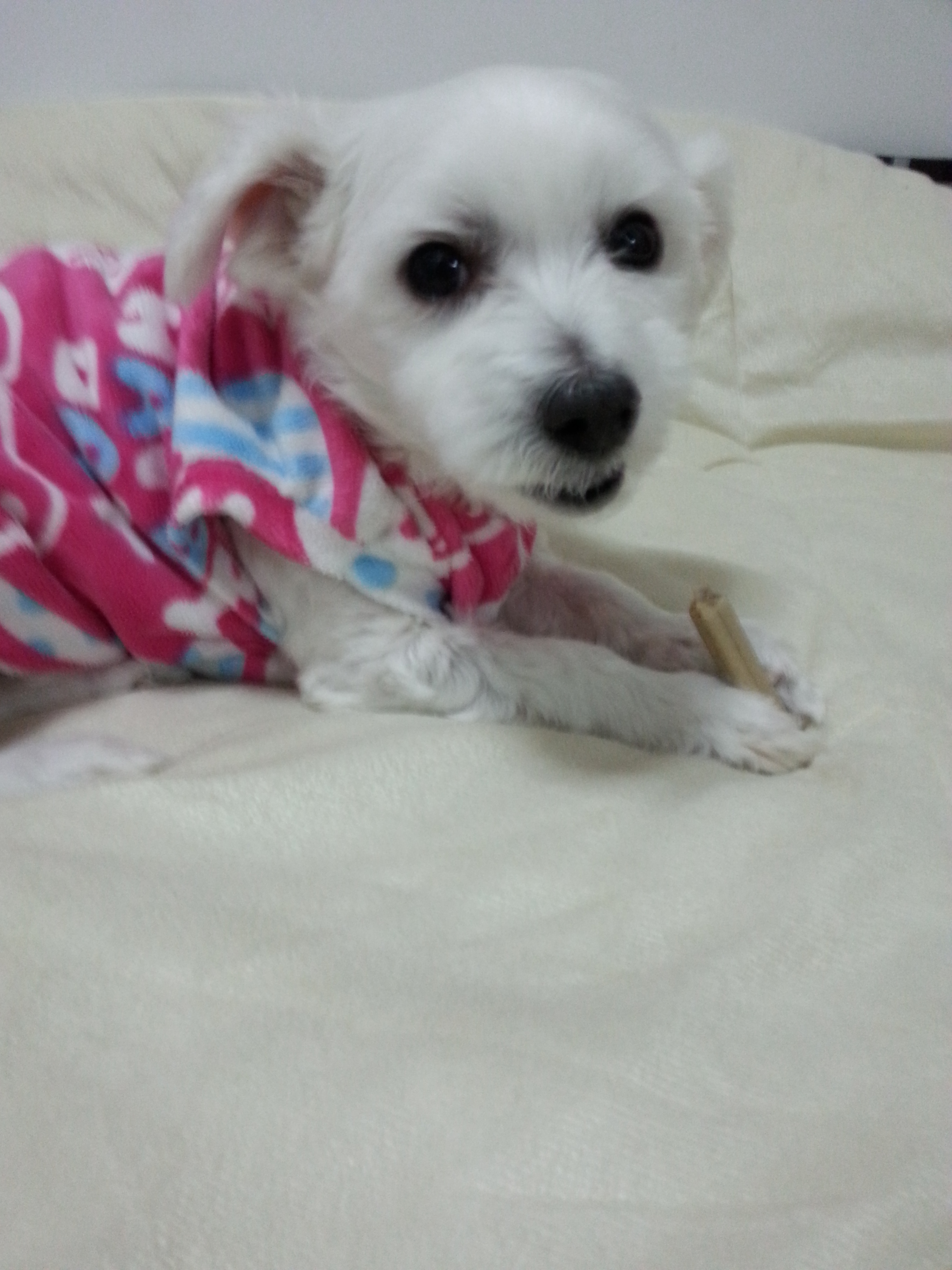 축복이와 다복이 인사올립니다^^