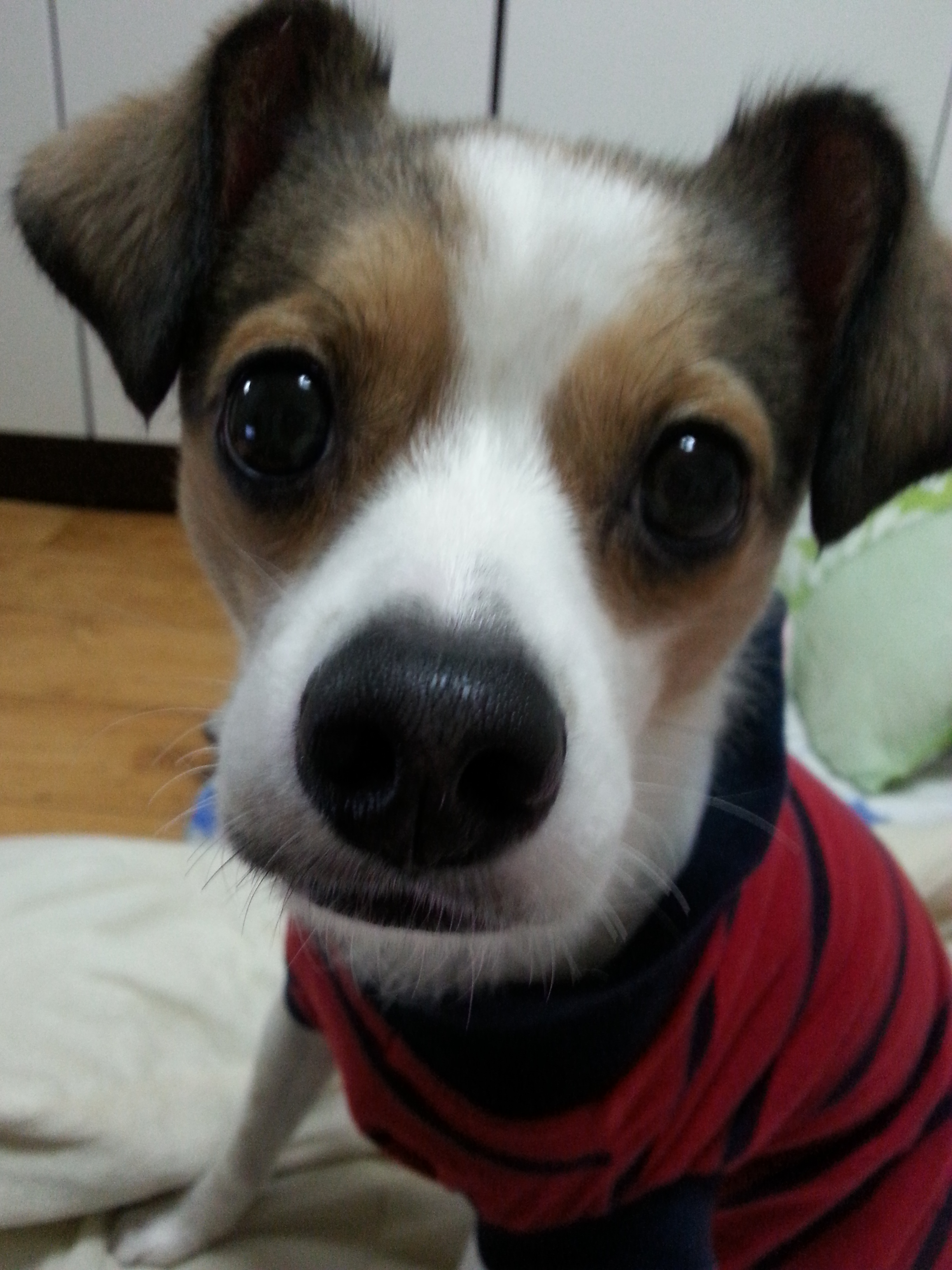 축복이와 다복이 인사올립니다^^