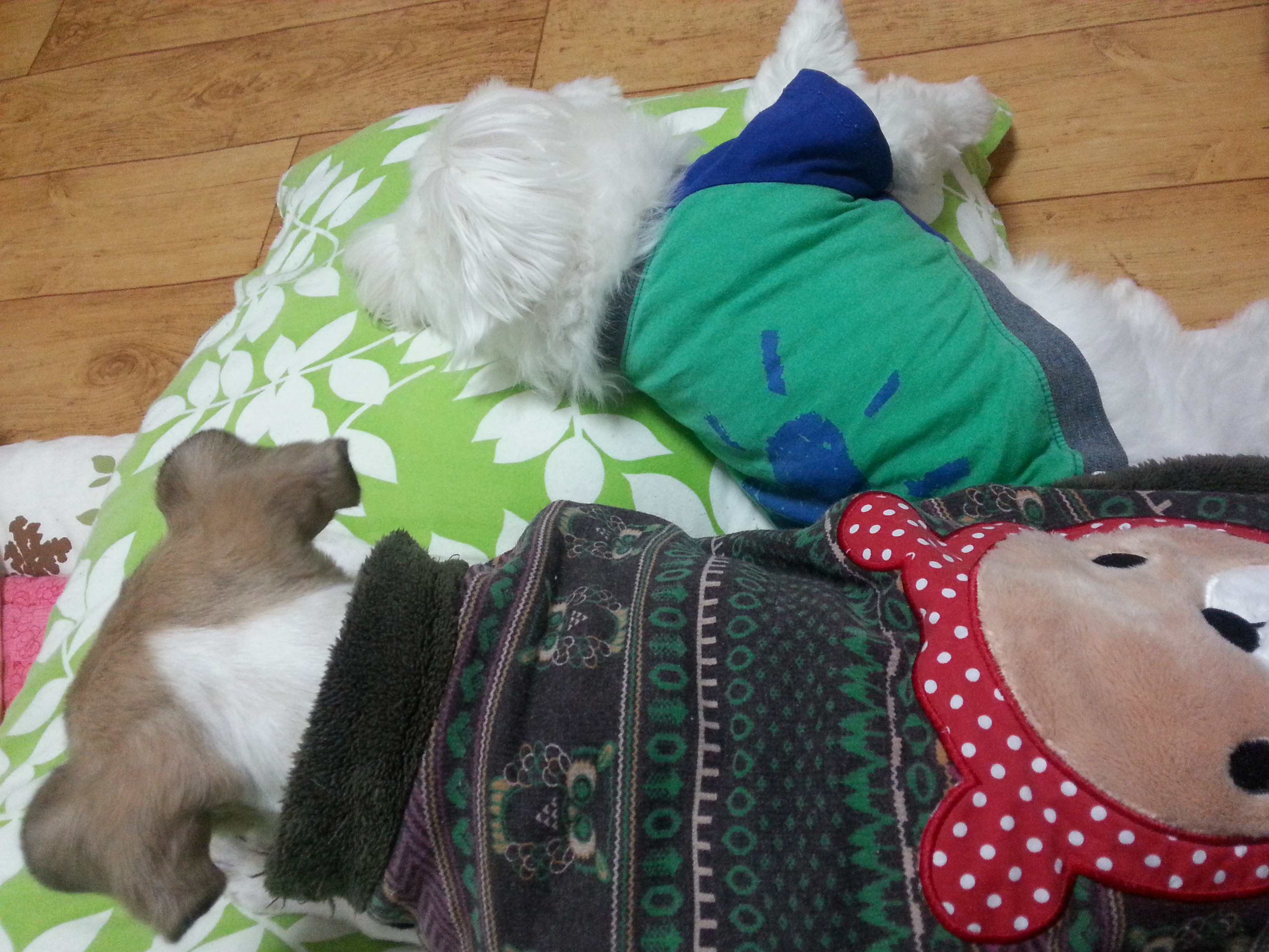 축복이와 다복이 인사올립니다^^