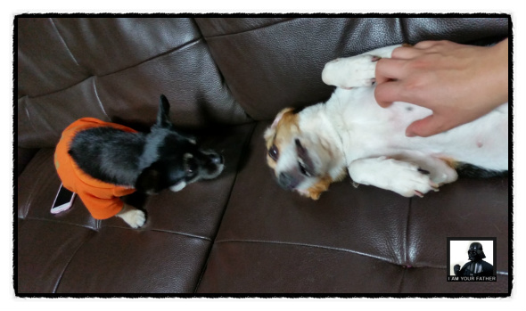 새 식구가 된 루시(루키아)입니다...^^