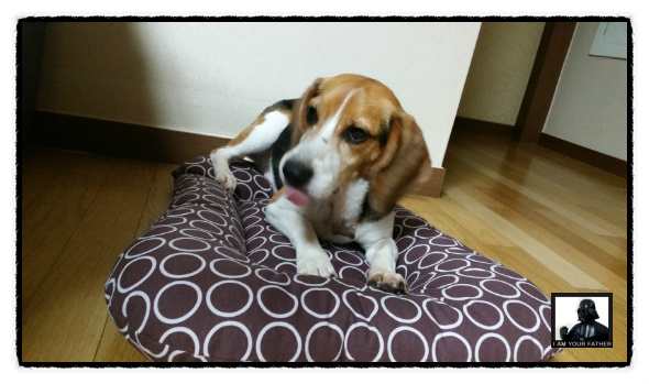 새 식구가 된 루시(루키아)입니다...^^