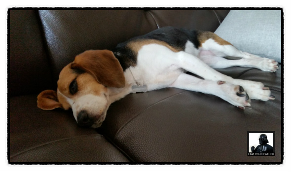 새 식구가 된 루시(루키아)입니다...^^