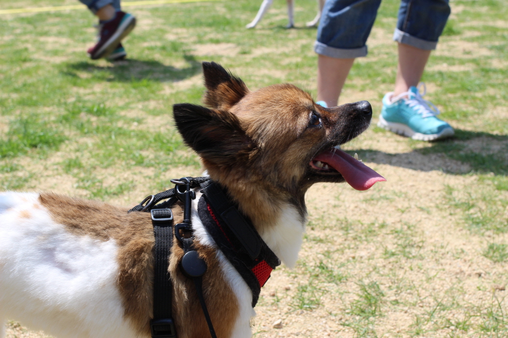 반가운 얼굴들을 입양동물의 날 행사 때 만나고 왔네요.