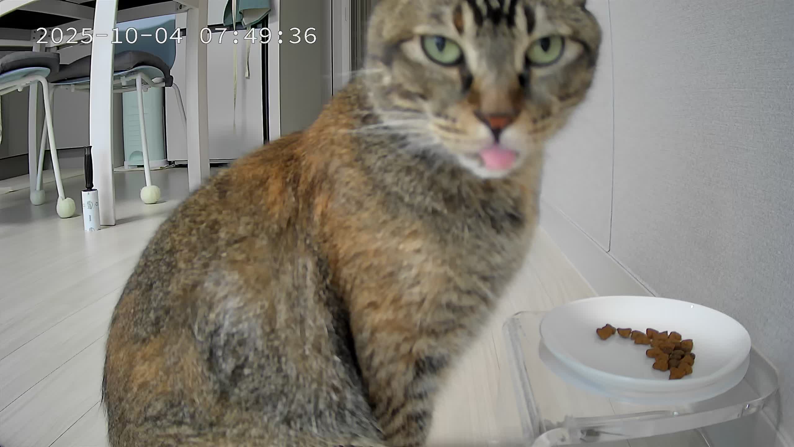 (현)후추 (구)마동이 3개월 됐어요~