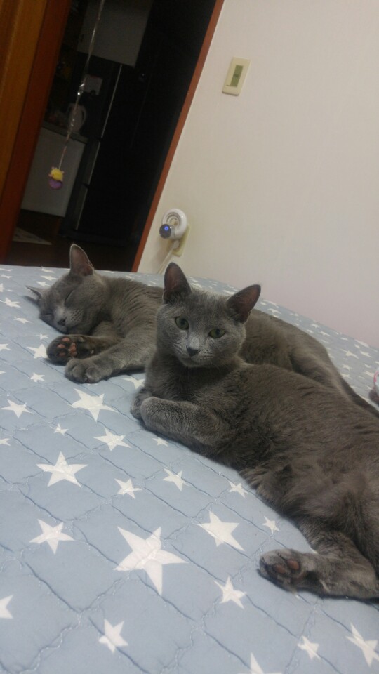 포카,치카 2번째 입양 후기입니다~