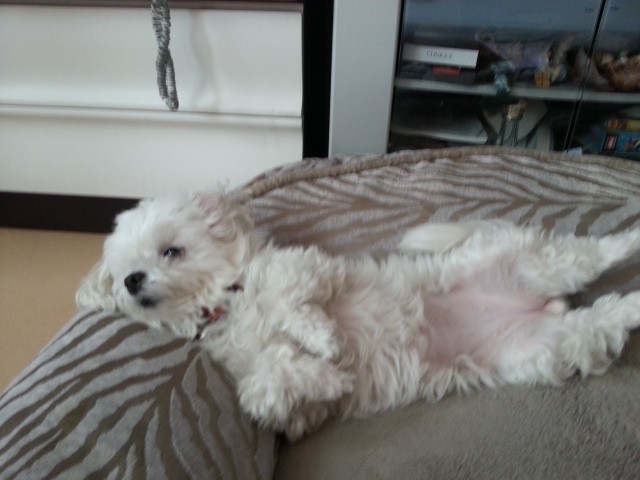 사랑이(흰둥이) 입양한지 벌써1년 ..