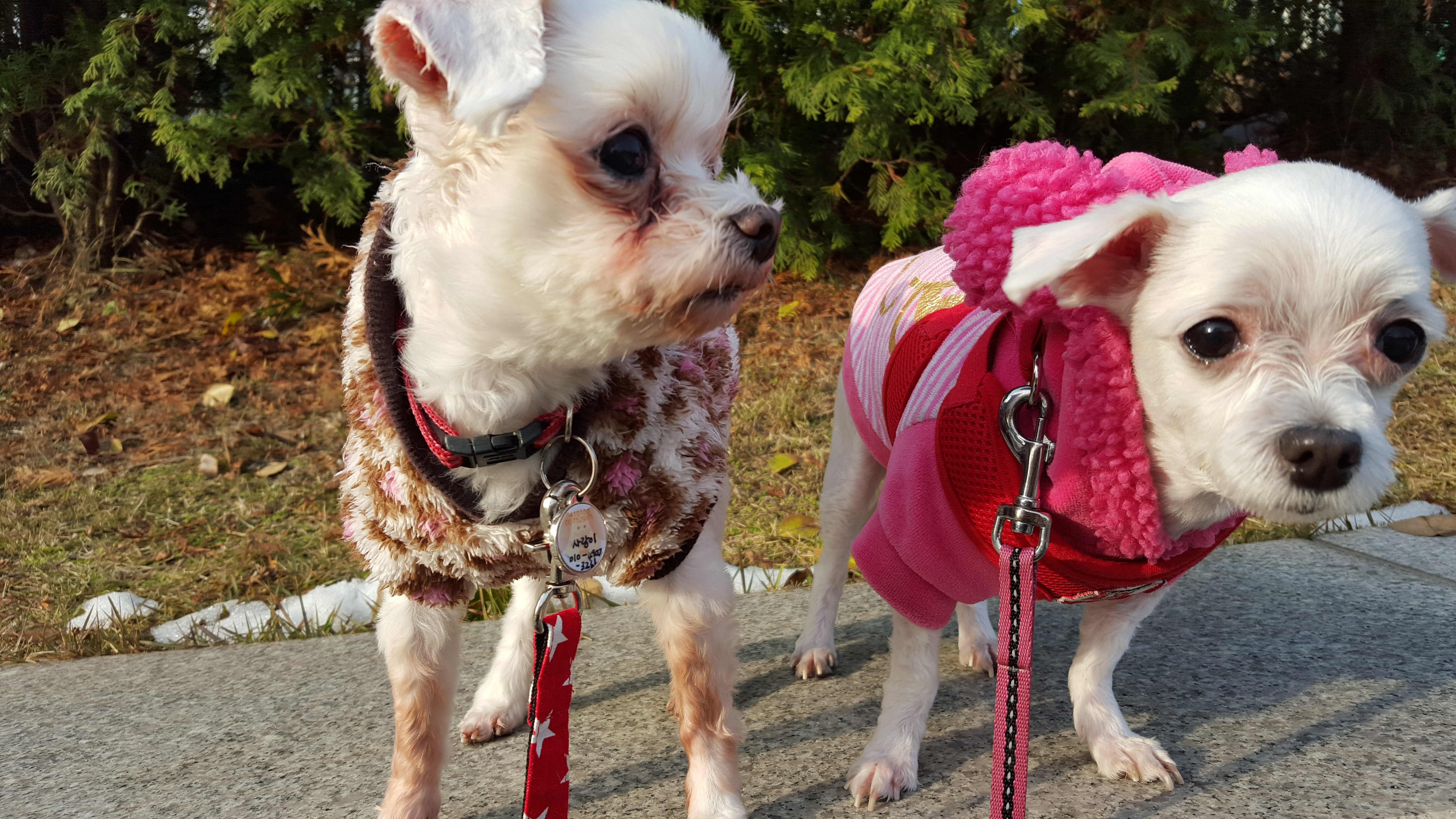 사랑이(흰둥이) 입양한지 벌써1년 ..
