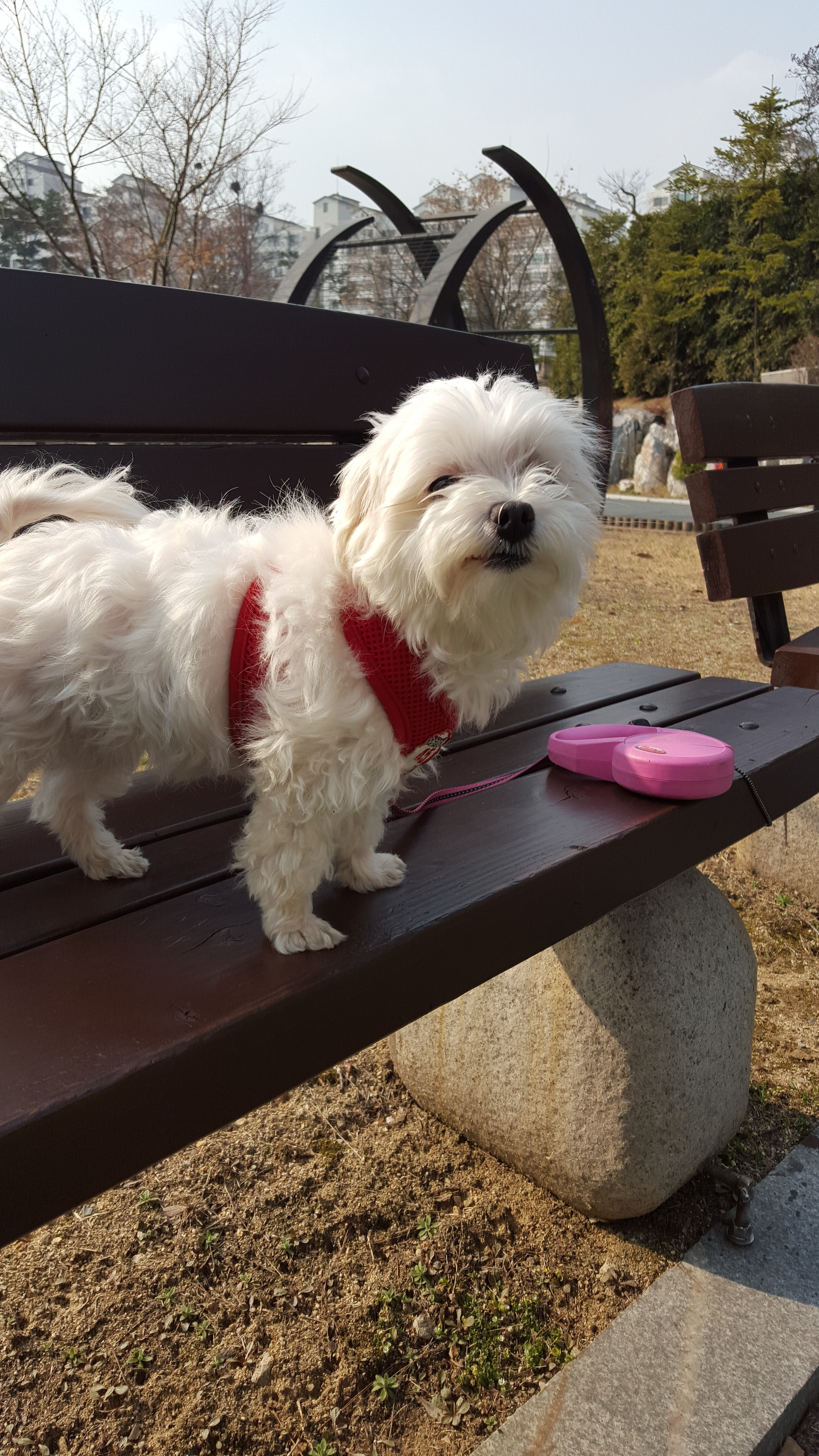 사랑이(흰둥이) 입양한지 벌써1년 ..