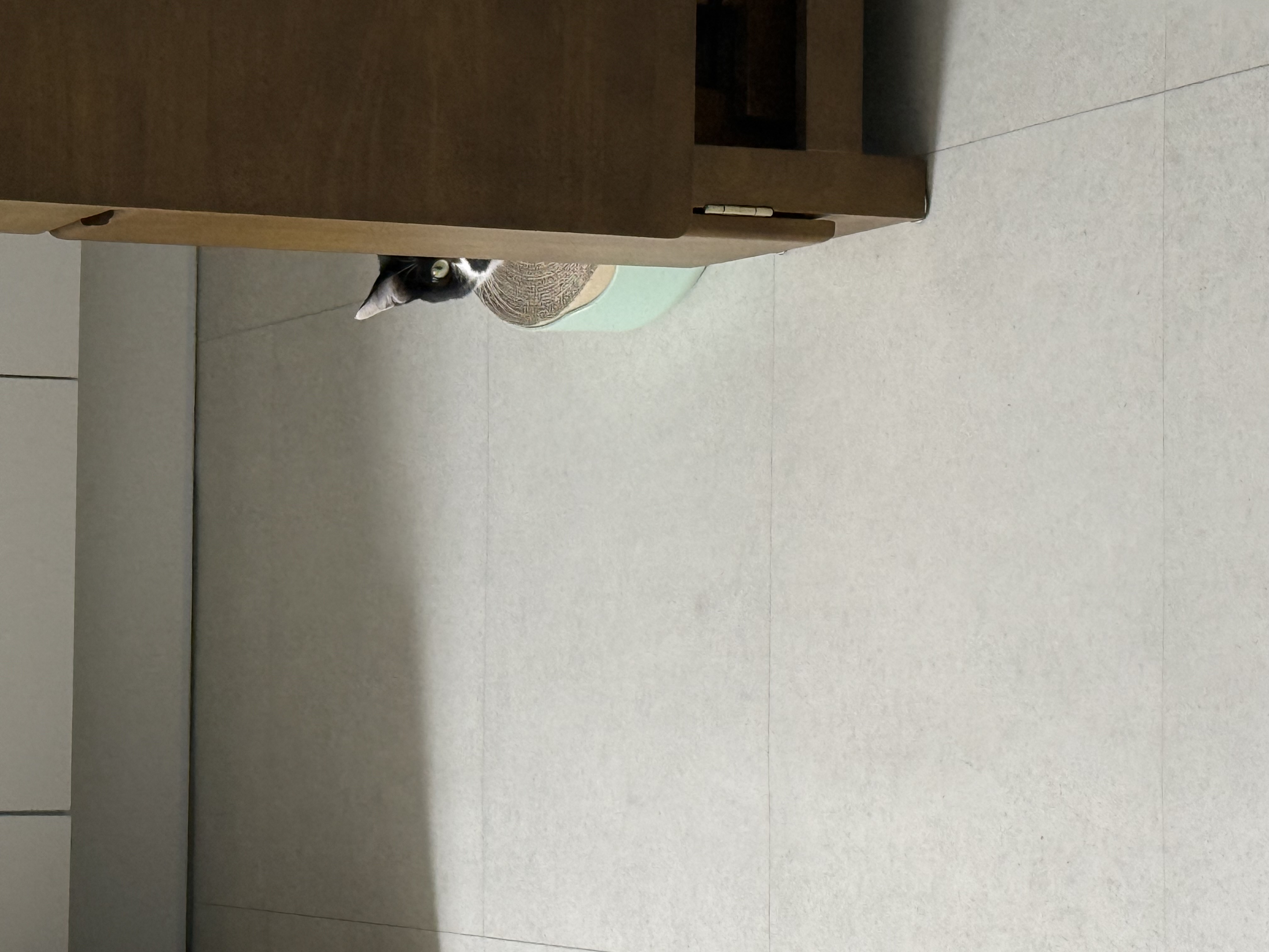 까망이 입양 6개월 후기