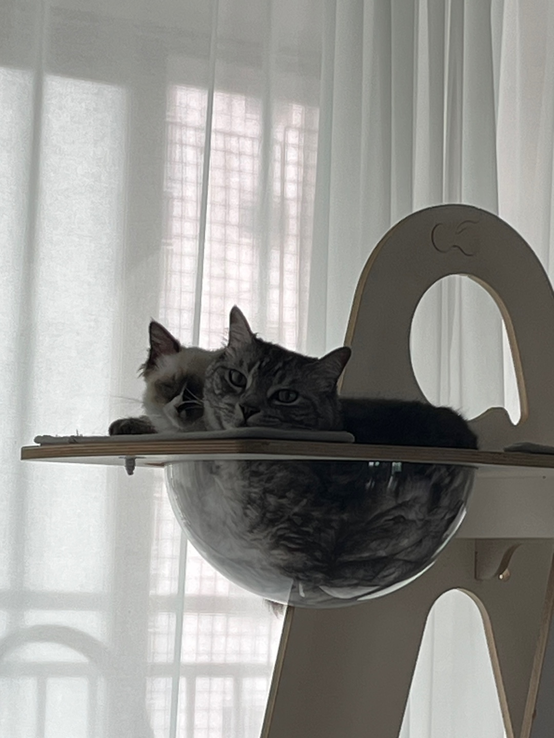 울산구조묘) 산호가 된 동삼이