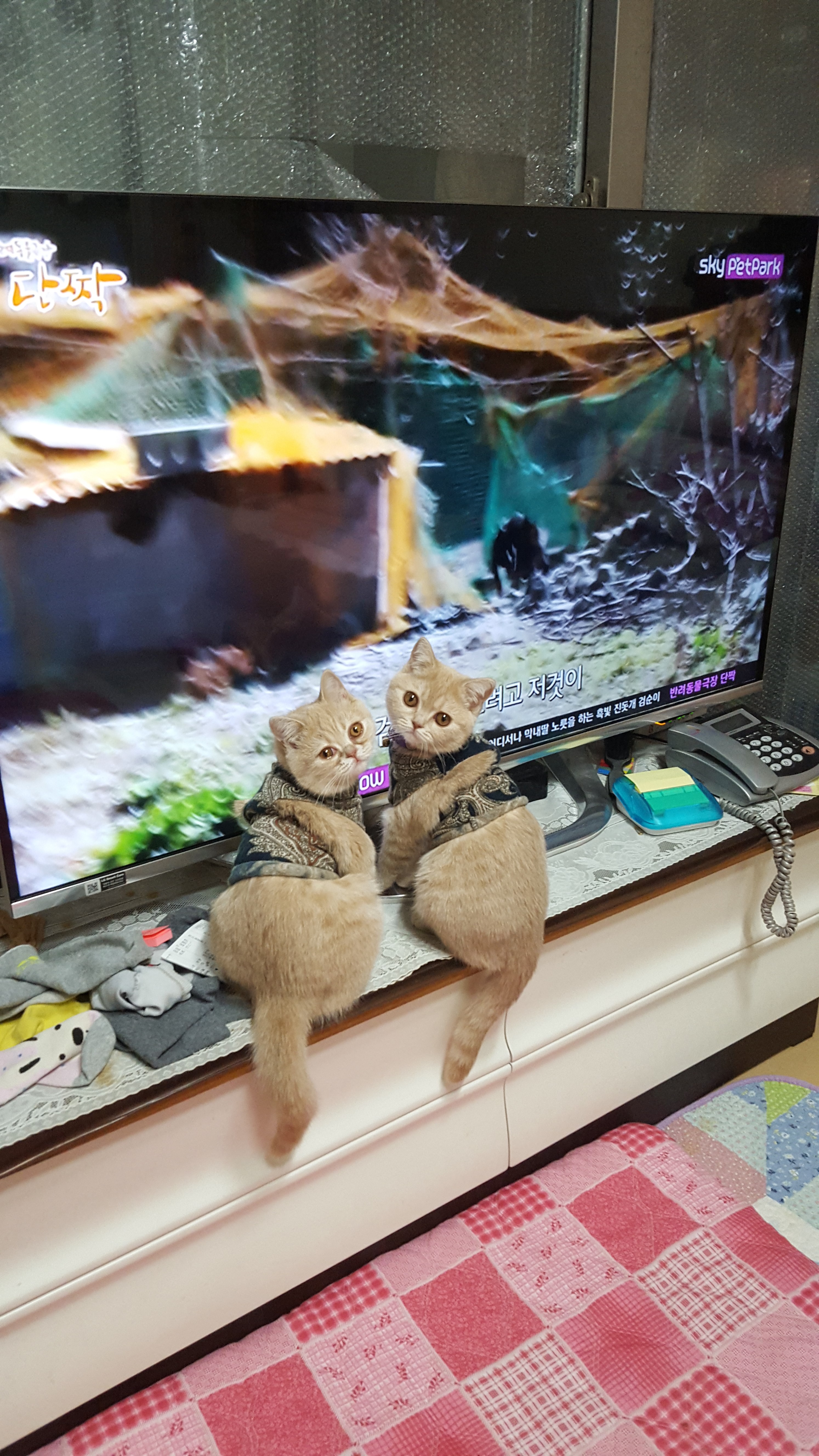 사랑이 오랫만에 글올려요