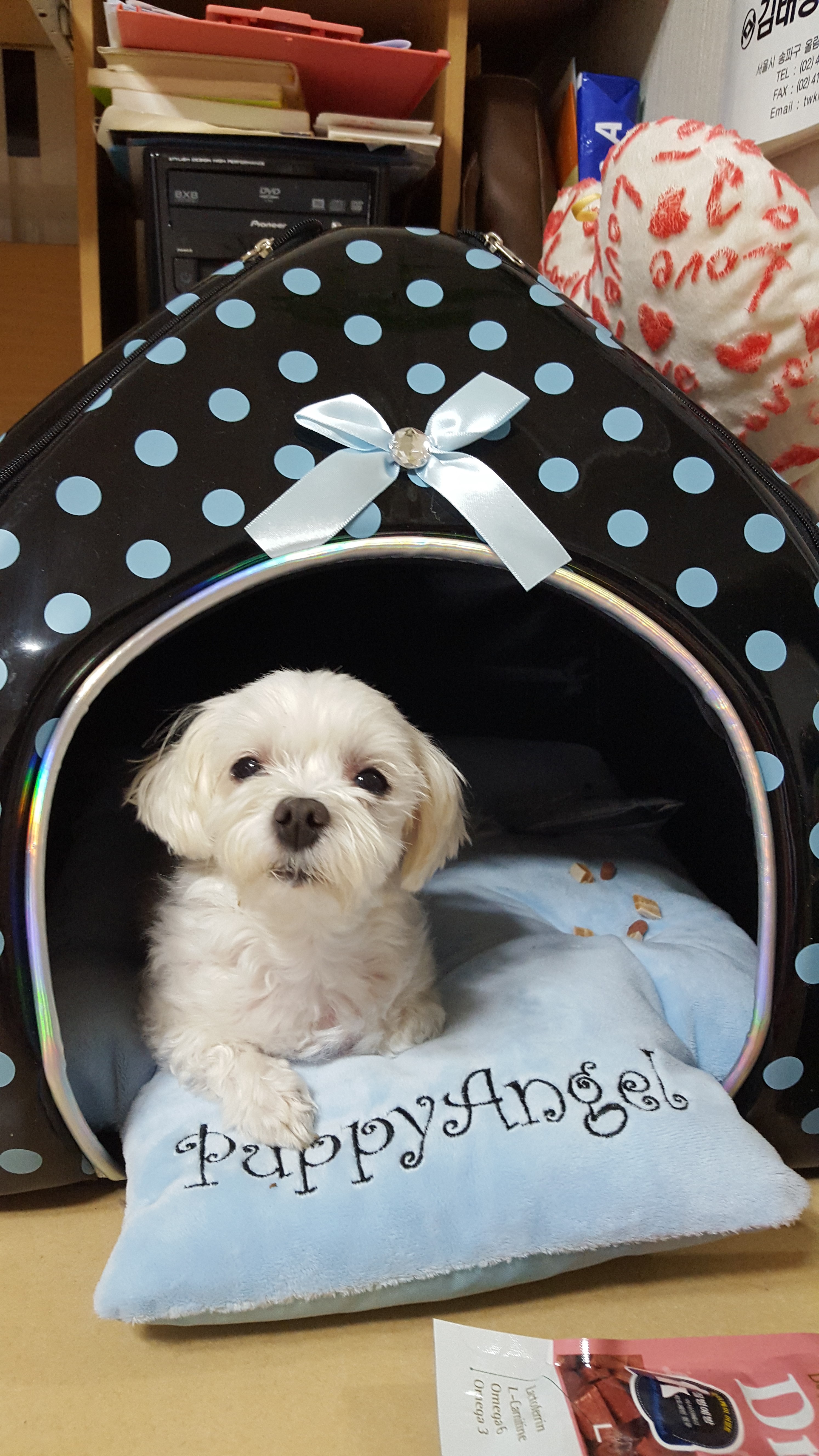 사랑이 오랫만에 글올려요