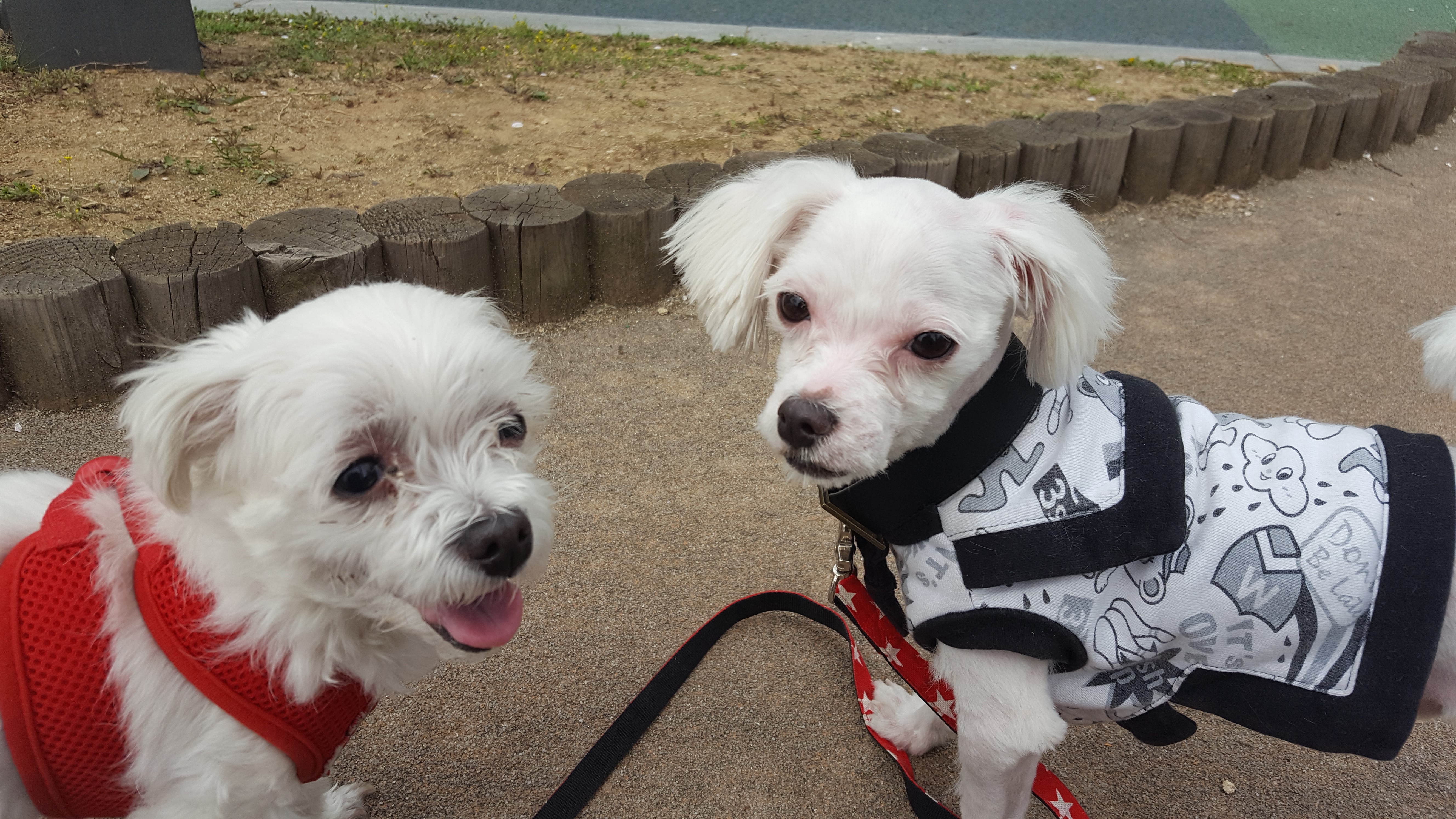 사랑이 오랫만에 글올려요