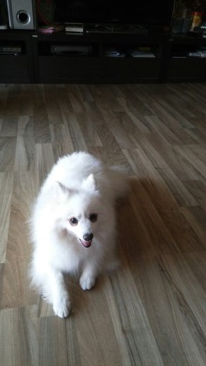 사과와 카라멜의 첫 입양후기