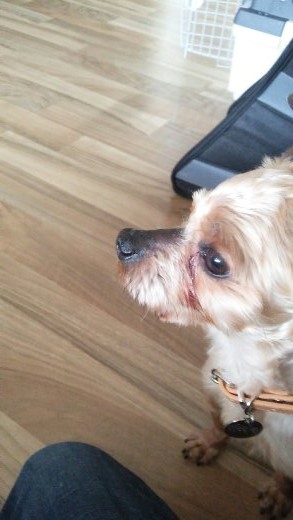 사과와 카라멜의 첫 입양후기