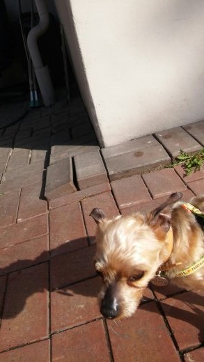 사과와 카라멜의 첫 입양후기