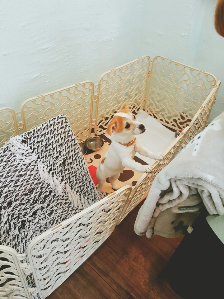 우리 사랑스러운 다미ㅎㅎ