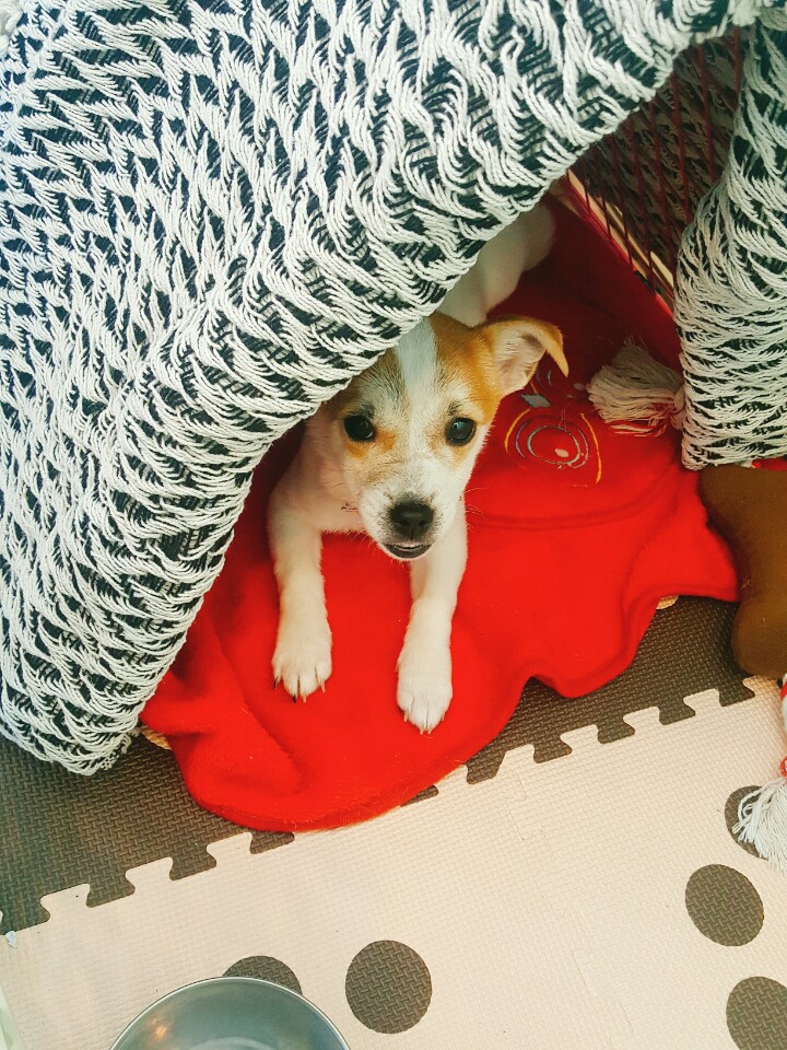 우리 사랑스러운 다미ㅎㅎ