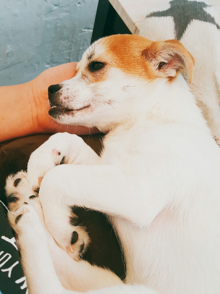 우리 사랑스러운 다미ㅎㅎ