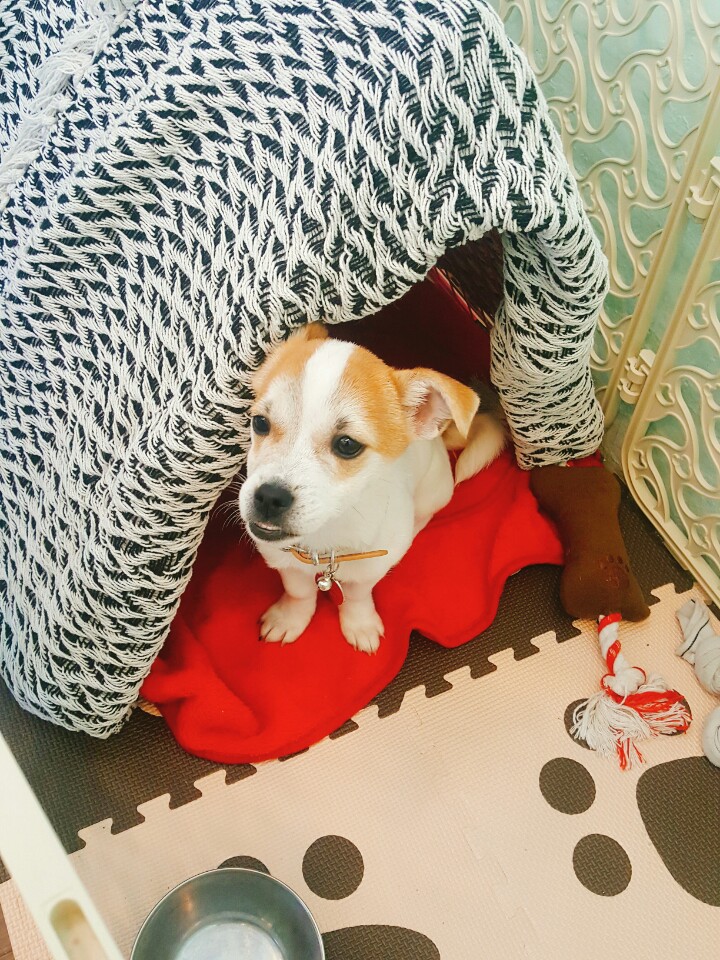 우리 사랑스러운 다미ㅎㅎ