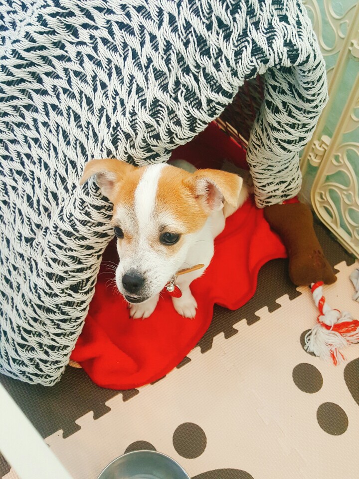 우리 사랑스러운 다미ㅎㅎ