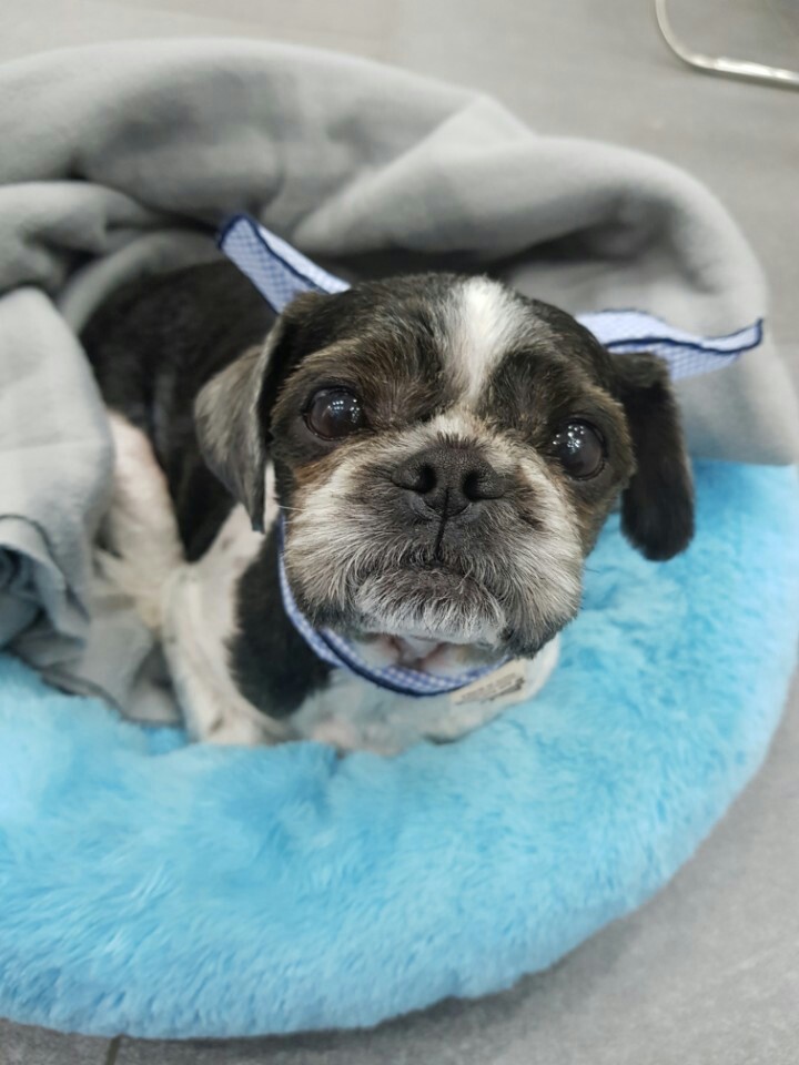 머털이 두번째 입양후기 입니다~^^