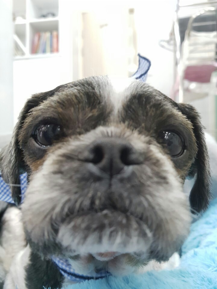 머털이 두번째 입양후기 입니다~^^