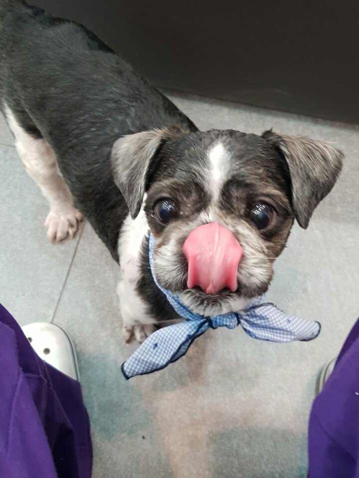 머털이 두번째 입양후기 입니다~^^