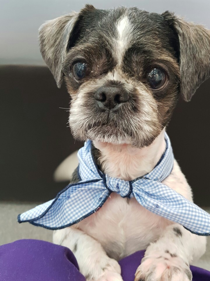 머털이 두번째 입양후기 입니다~^^