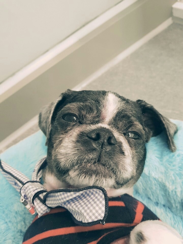 머털이 두번째 입양후기 입니다~^^