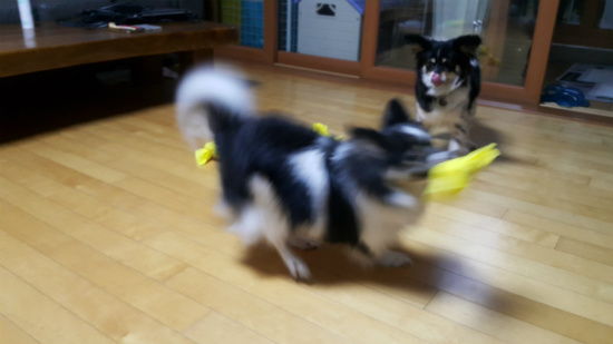 새콤이 두번째 입양후기