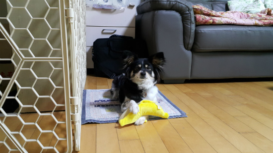 새콤이 두번째 입양후기