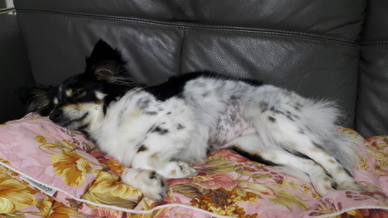 새콤이 두번째 입양후기