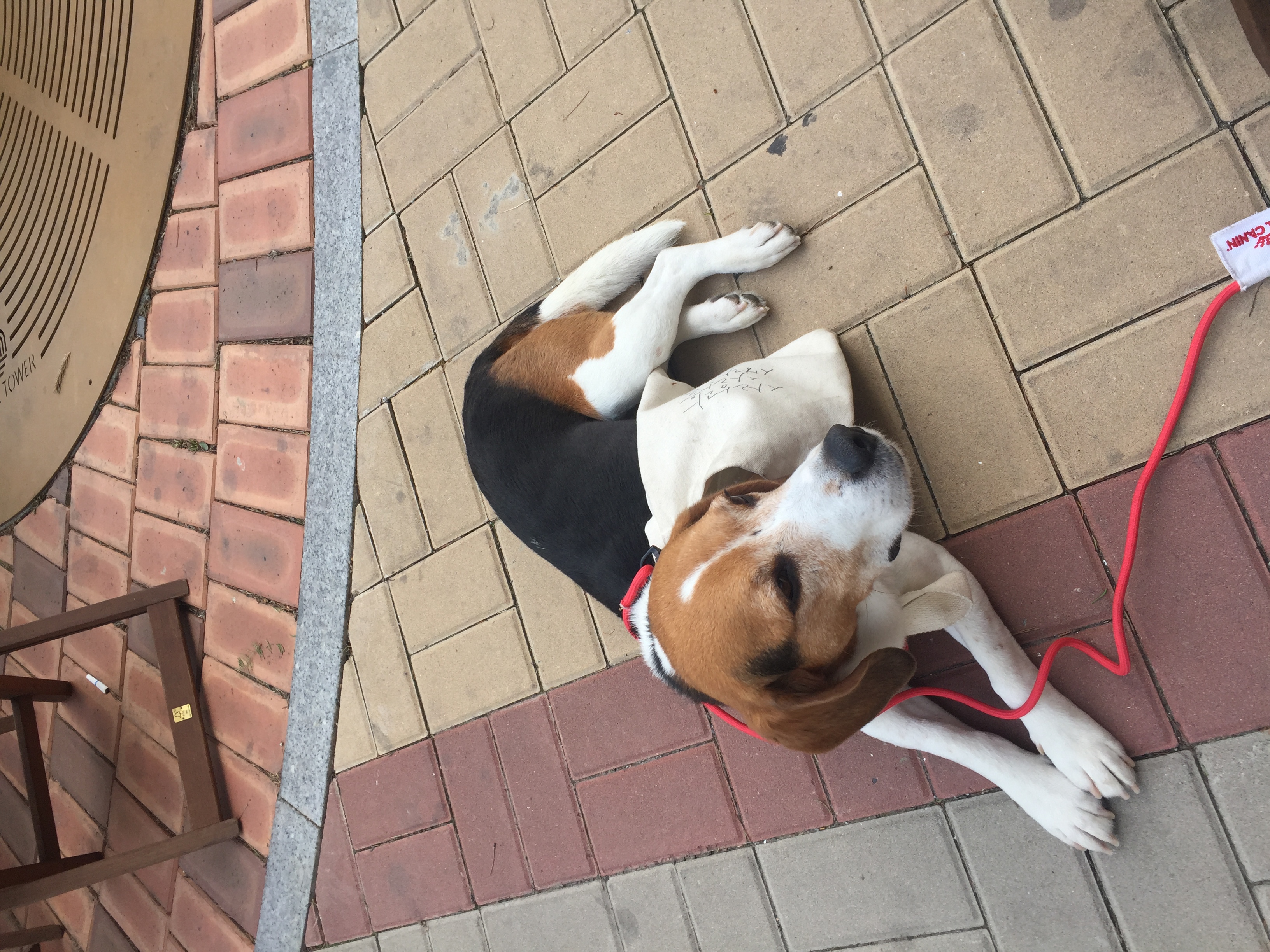 우버(그리) 첫번째 입양 후기입니다