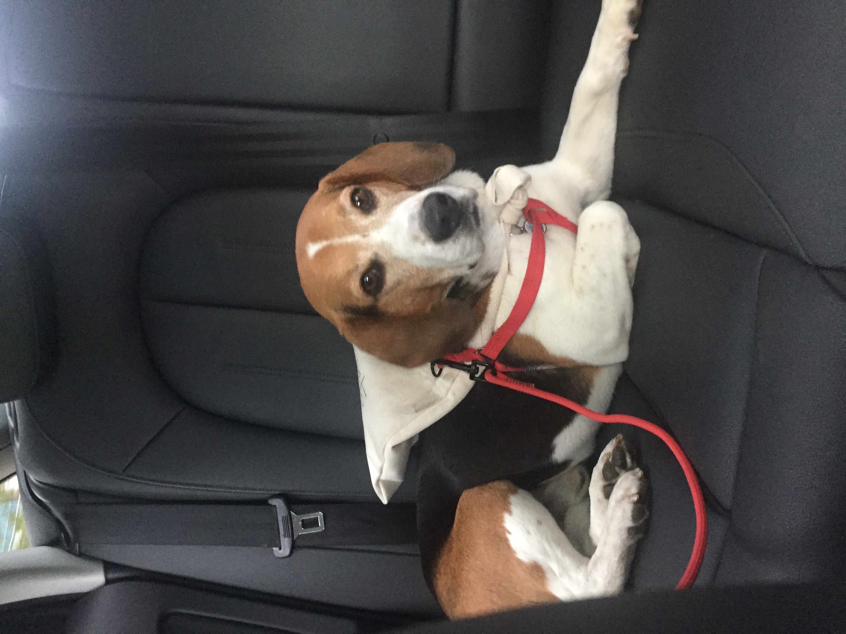 우버(그리) 첫번째 입양 후기입니다