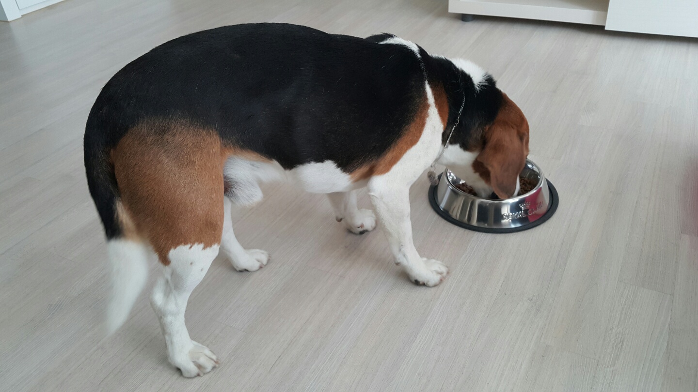 우버(그리) 첫번째 입양 후기입니다