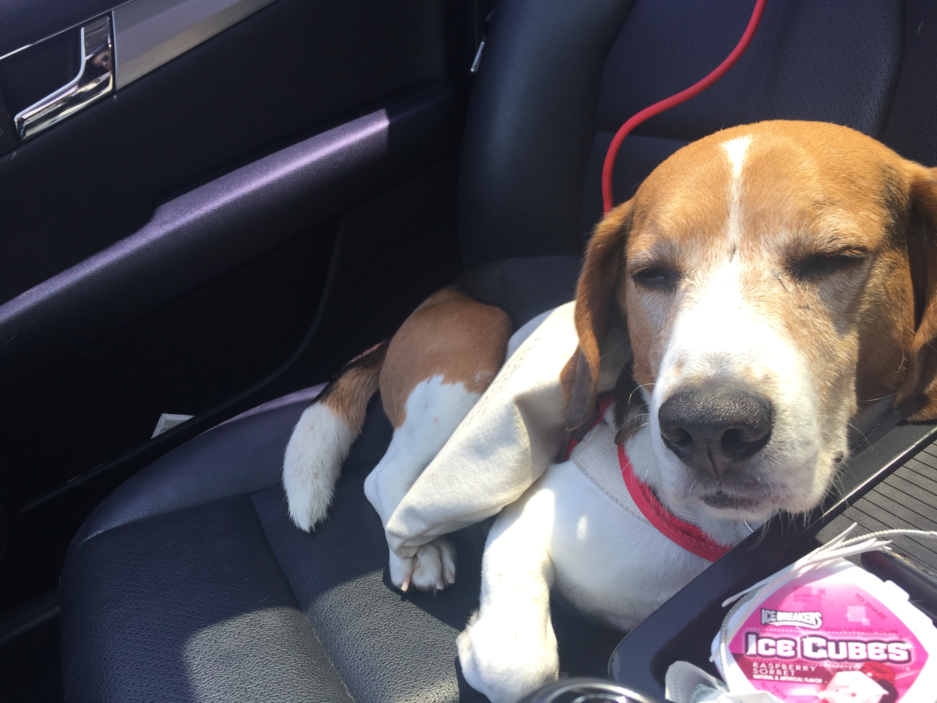 우버(그리) 첫번째 입양 후기입니다