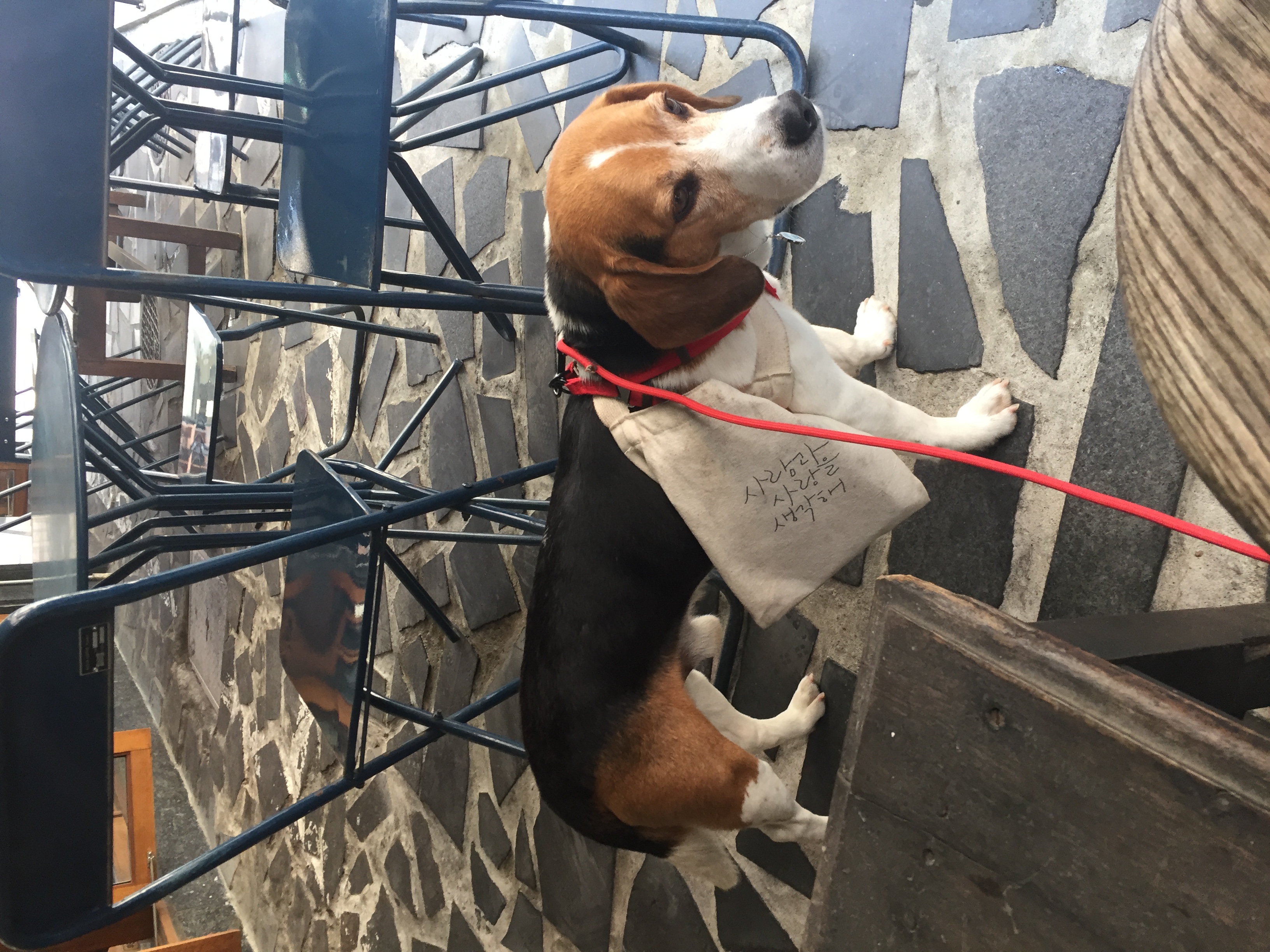 우버(그리) 첫번째 입양 후기입니다