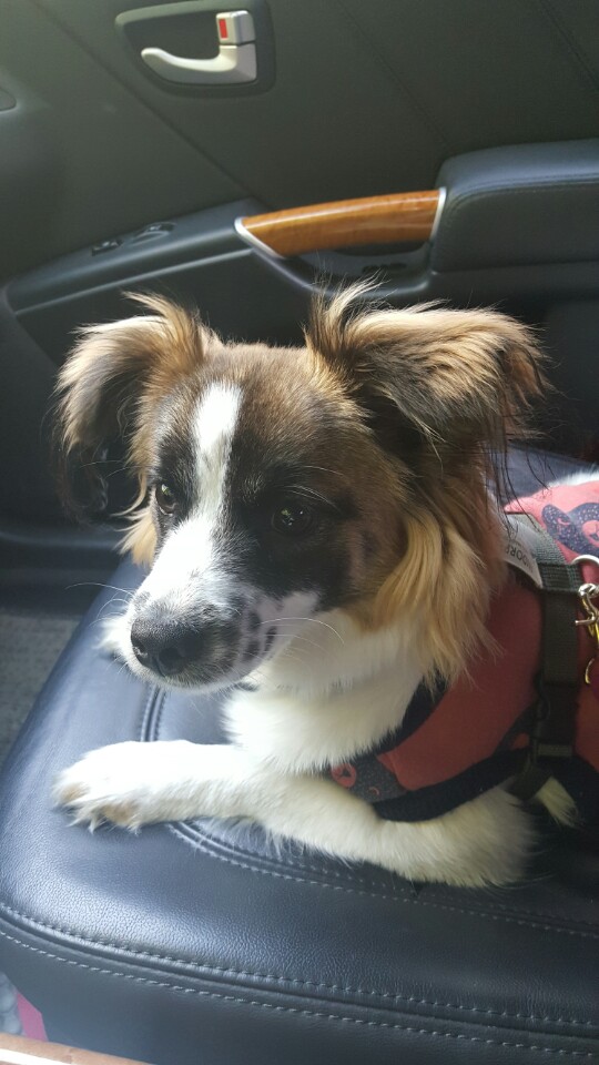 미코(잔치) 두번째이야기