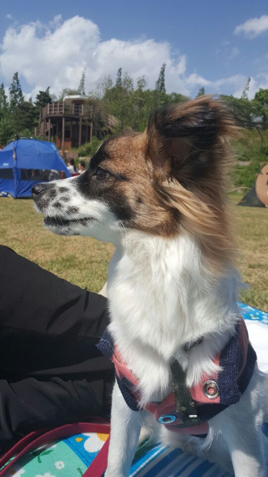 미코(잔치) 두번째이야기