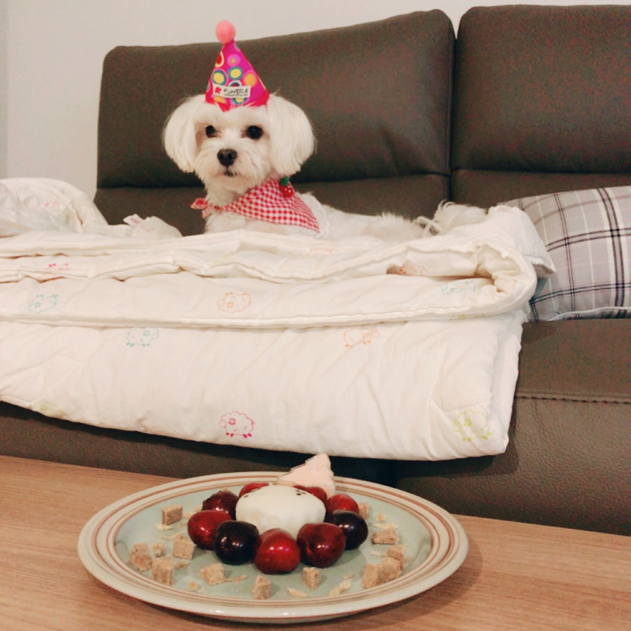 달콩(홍당무)이와 가족이된지 일년이되었어요