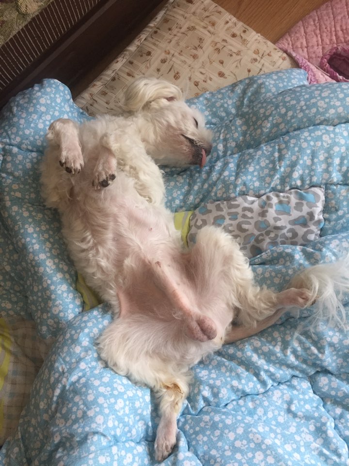 메이슨 입양후기_01