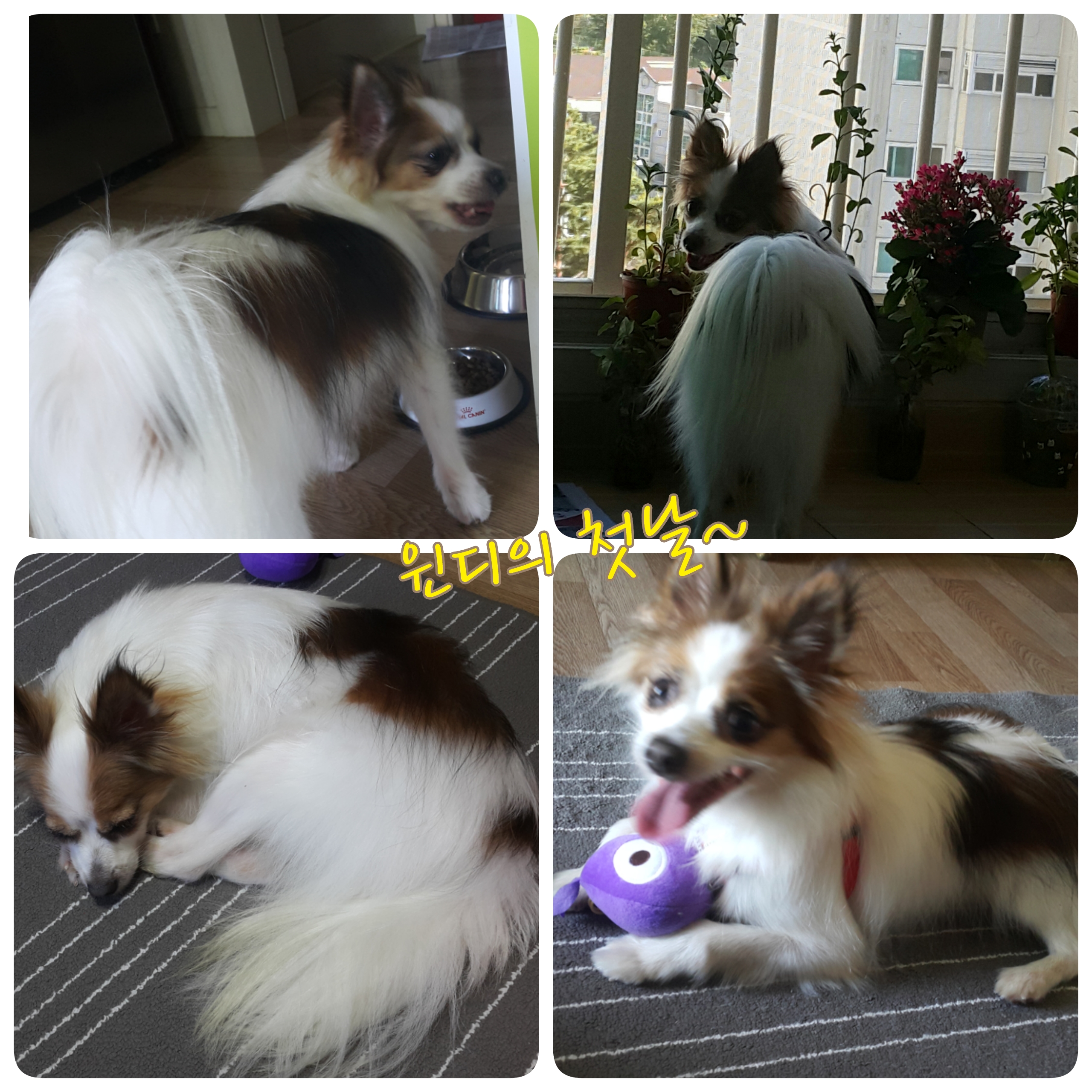 페피노(윈디)야 꽃길만 걷개(후기1탄)