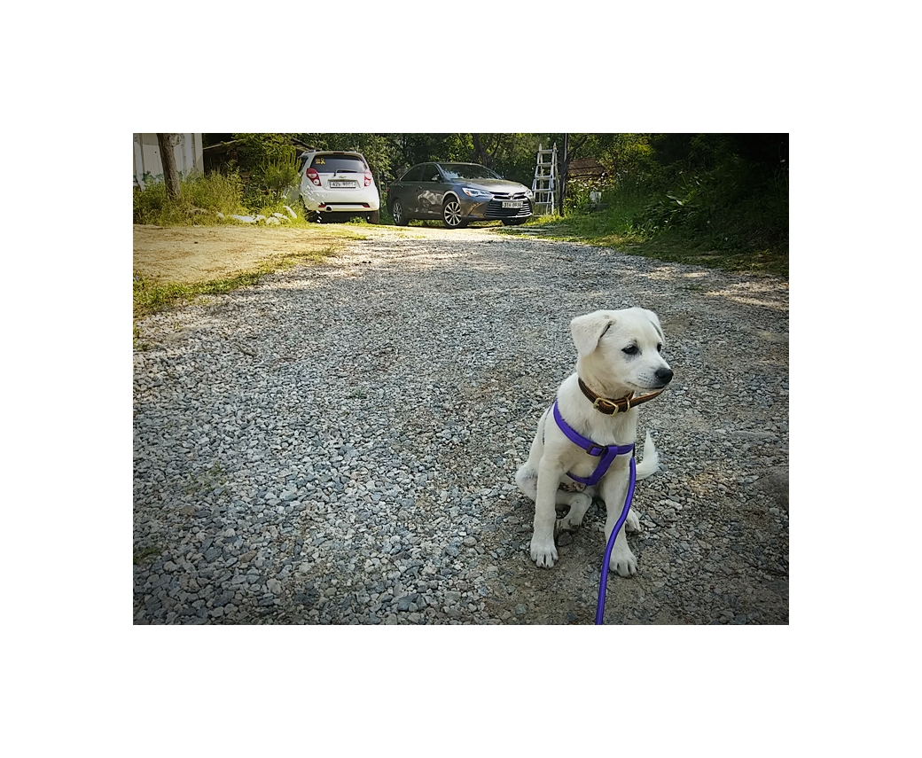 연지(지금은 뭉치) 잘 크고 있습니다.