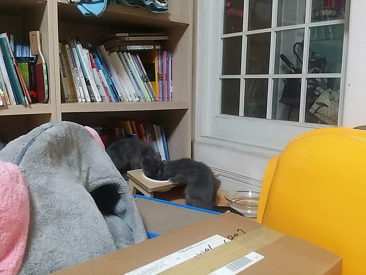 유키(예쁜이) & 유키(깜이) 첫번째 입양 후기