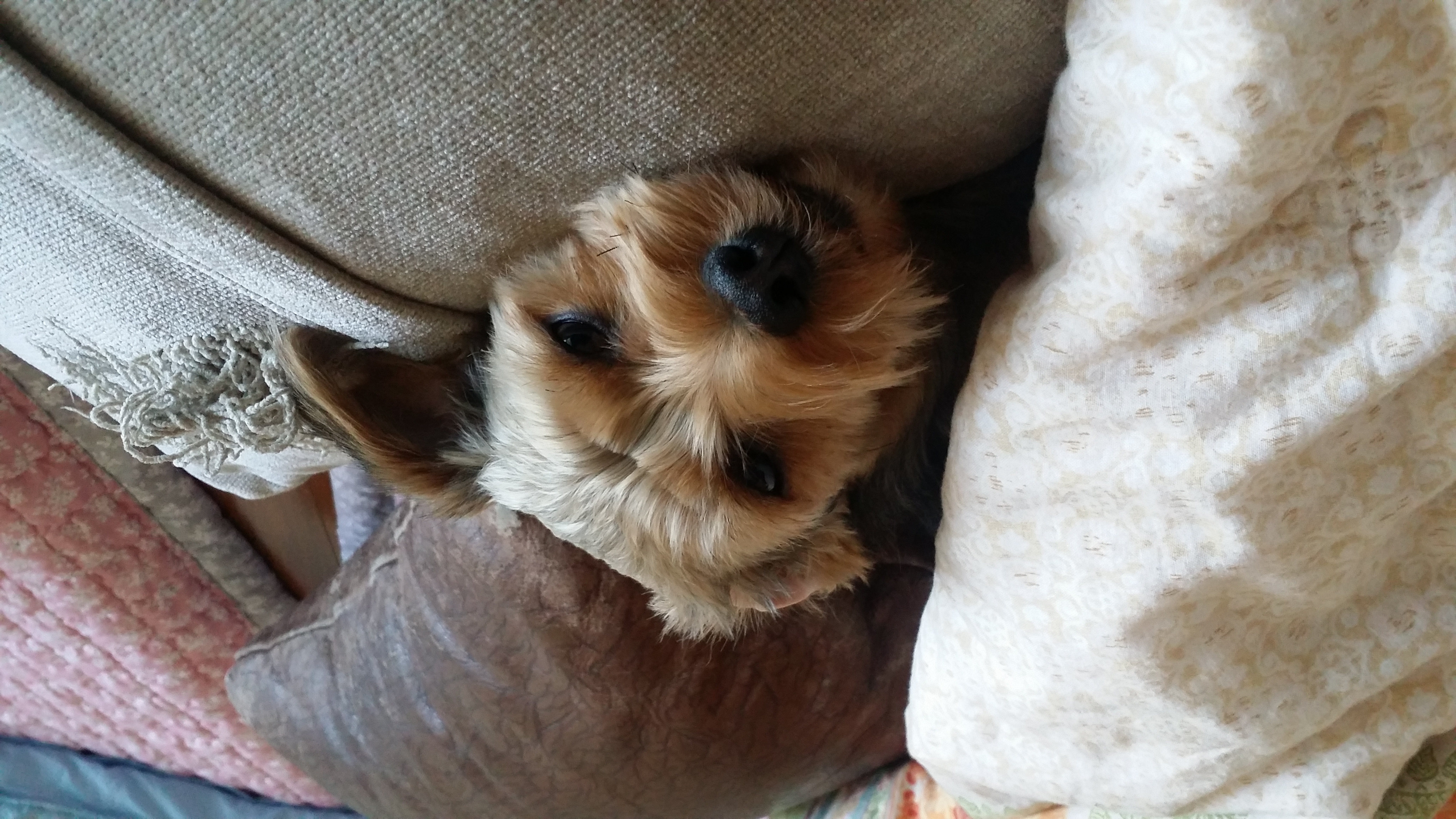 오리온으로 변신한 용산이 (2)