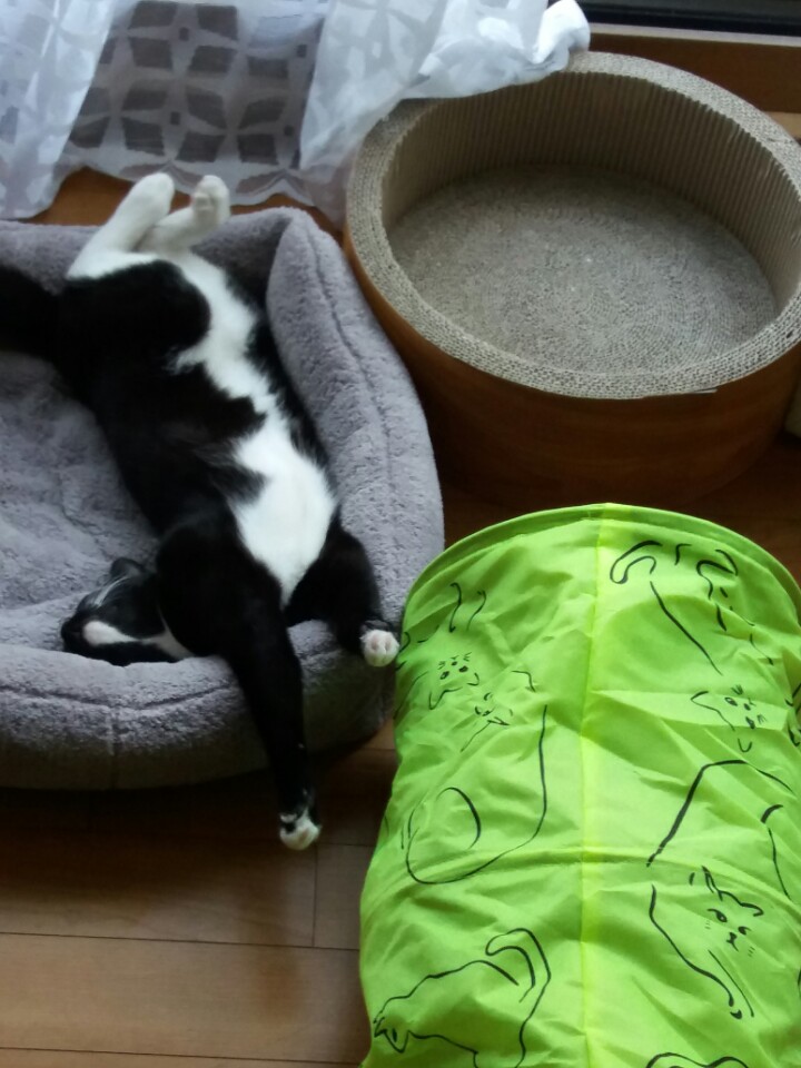 레옹(강철이) 입양후기 3번째 💛